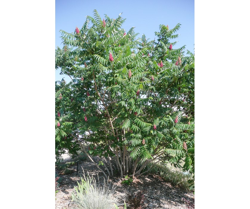 Staghorn Sumac
